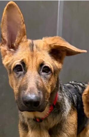 RIPTIDE*, German Shepherd Dog, young, available for adoption