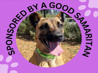 LUNA, Belgian Shepherd Malinois, young, available for adoption