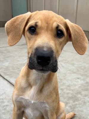 SEQUENCE*, Rhodesian Ridgeback, puppy, available for adoption