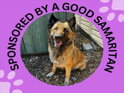 HEIDI*, Belgian Shepherd Tervuren, adult, available for adoption