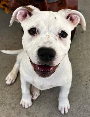 ROXY, Pit Bull Terrier, puppy, available for adoption