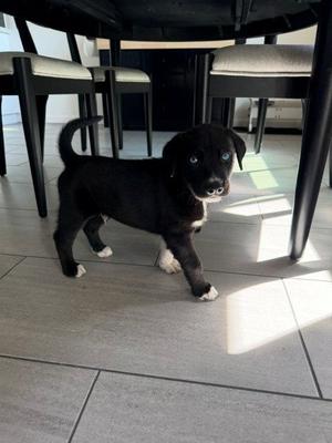 BLUEY*, German Shepherd Dog, puppy, available for adoption