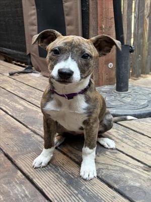 KRYSTAL*, Pit Bull Terrier, puppy, available for adoption