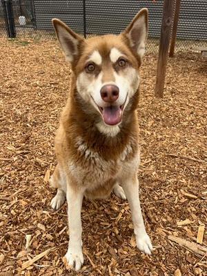 LUNA, Siberian Husky, adult, available for adoption