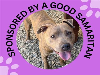 SQUIRT*, Pit Bull Terrier, adult, available for adoption