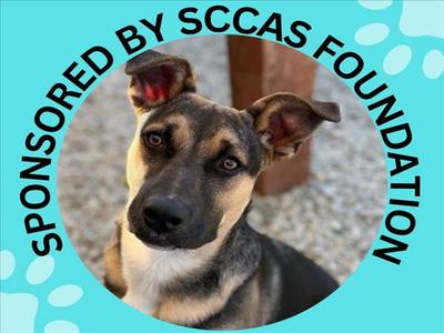 BRUNO*, German Shepherd Dog / Pit Bull Terrier, young, available for adoption