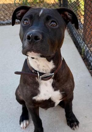 SPIKE, Pit Bull Terrier, puppy, available for adoption