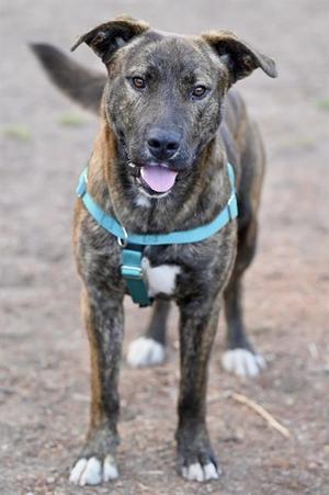 A brindle dog with a blue harness standing on a dirt path.