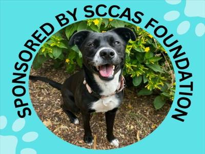 LILITH, Pit Bull Terrier / Labrador Retriever, adult, available for adoption