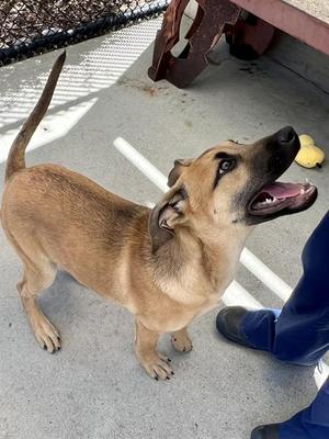 PULISIC*, Belgian Shepherd Malinois / Catahoula Leopard Dog, puppy, available for adoption