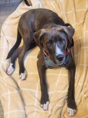 ONYX*, Pit Bull Terrier, young, available for adoption