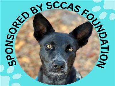 A black dog with yellow eyes looking directly at the camera, surrounded by a circular frame with text that reads 'SPONSORED BY SCCAS FOUNDATION' and paw prints in the background.