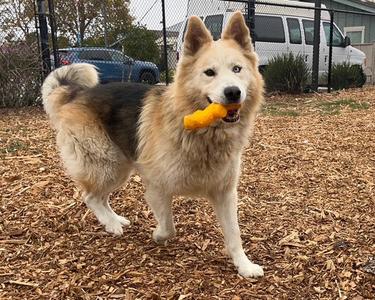 DANTE, Alaskan Malamute / Siberian Husky, adult, available for adoption