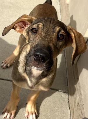 CATAN*, Rhodesian Ridgeback / Great Pyrenees, puppy, available for adoption