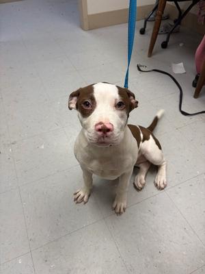 A brown and white dog sitting on a tiled floor, looking directly at the camera.