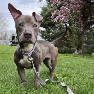 Big Mama, Mixed Breed, young, available for adoption