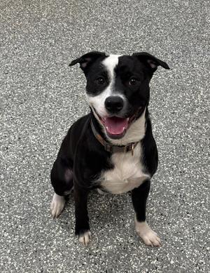 Bear, Pit Bull Terrier, young, available for adoption