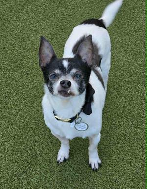 Pup, Chihuahua, senior, available for adoption