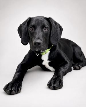 A black dog with floppy ears and a green collar lying down on a white background.
