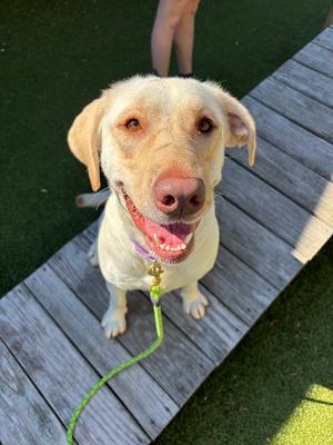 Marlee, Labrador Retriever, adult, available for adoption