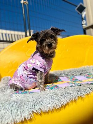 Shadow, Jack Russell Terrier, senior, available for adoption