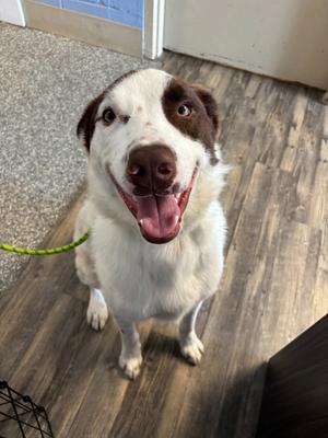A brown and white dog with a happy expression, sitting on a wooden floor.