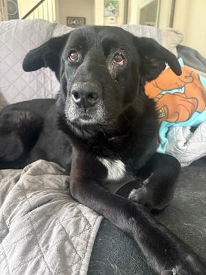 Nanook, Labrador Retriever/Husky, senior, available for adoption