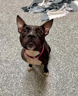 Amelia, Pit Bull Terrier, adult, available for adoption