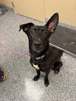 Petey, Mixed Breed, adult, available for adoption