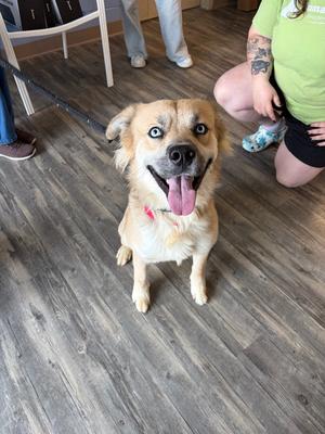 Mac, Mixed Breed, young, available for adoption
