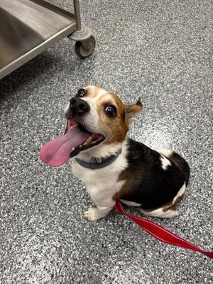 Mason, Beagle, senior, available for adoption