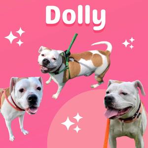 Three dogs on a pink background with the name Dolly written above them.