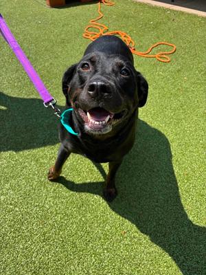 Gummy Bear, Labrador Retriever, adult, available for adoption