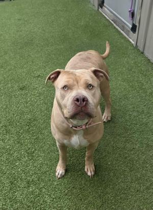 A light brown pitbull mix dog with blue eyes stands on a green turf surface, looking up at the camera.