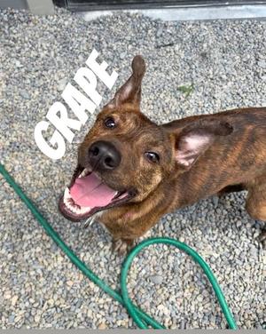 Grape, Mixed Breed, young, available for adoption