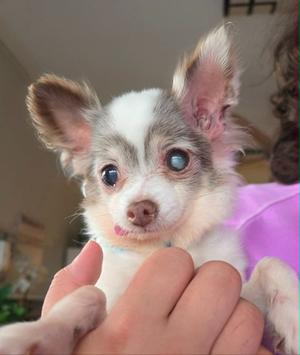 a small chihuahua puppy with big ears and blue eyes being held by a person
