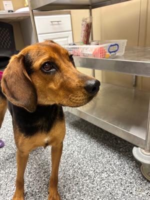 Pineapple, Hound, young, available for adoption