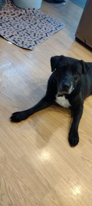 Jeremy, Labrador Retriever, senior, available for adoption