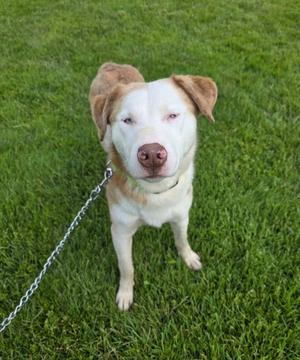 Tigger, Husky, young, available for adoption