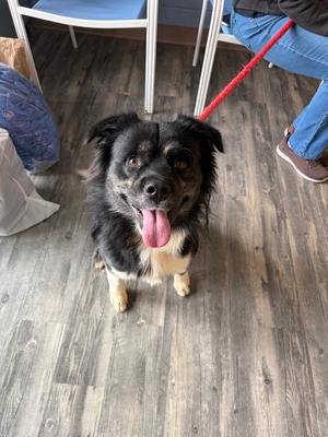 Dell, Mixed Breed, young, available for adoption