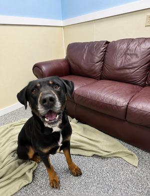 Bruce, Rottweiler, adult, available for adoption