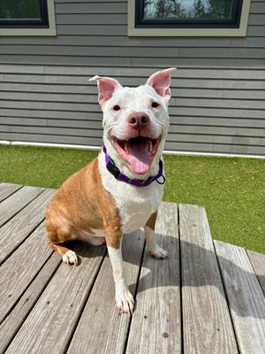 Zuko, Pit Bull Terrier, adult, available for adoption