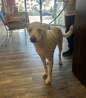 Jasper, Shepherd, adult, available for adoption