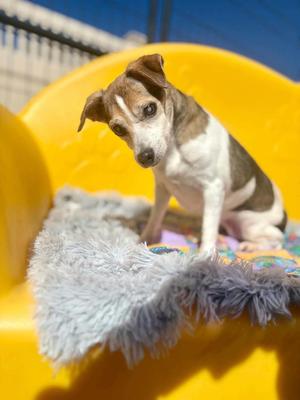 Jezebelle, Jack Russell Terrier, senior, available for adoption