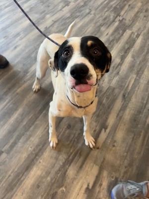 A black and white dog with a pink tongue sticking out, standing on a wooden floor.