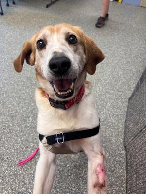 Captain Jack, Hound, senior, available for adoption