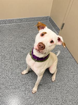 A white dog with brown patches on its ears and face, wearing a purple collar, sitting on a gray floor and looking up.
