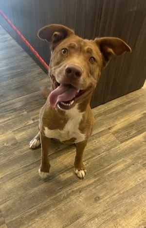 Lainey, Husky/Pit Bull Terrier, adult, available for adoption
