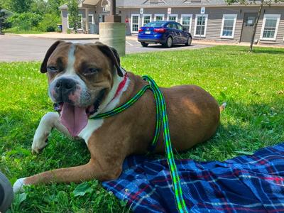 Otis, Boxer, adult, available for adoption