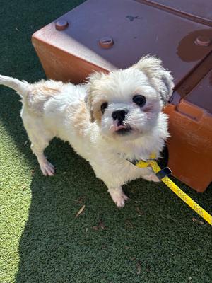 Mort, Shih Tzu, young, available for adoption